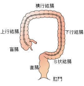 大腸の図